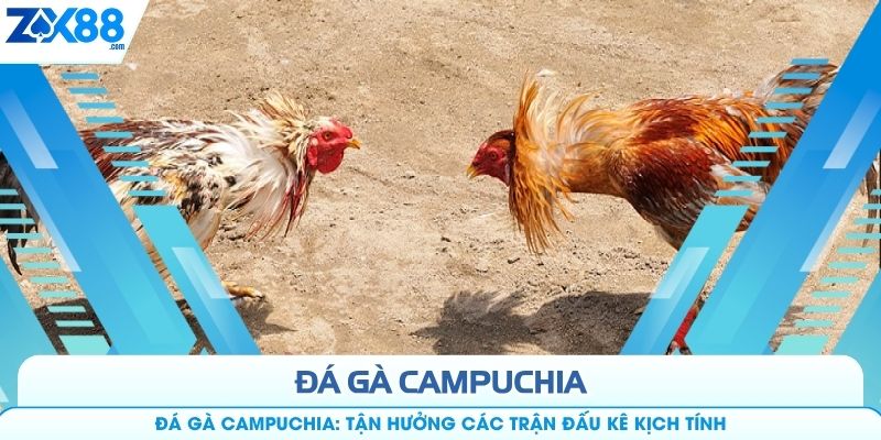 Đá Gà Campuchia: Tận Hưởng Các Trận Đấu Kê Kịch Tính