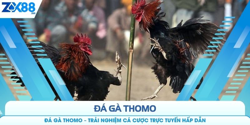 Đá Gà Thomo – Trải Nghiệm Cá Cược Trực Tuyến Hấp Dẫn